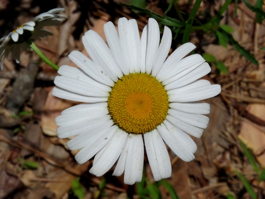 {Leucanthemum vulgare}
